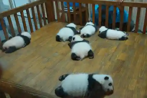 Half Day Amazing Chengdu Panda Base Trip