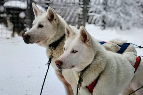 Rovaniemi: Santa Claus Village & Husky Ride Experience