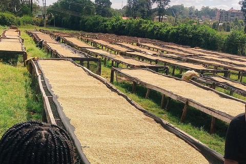 Fairview Coffee Farm Day Tour in Nairobi with Pickup