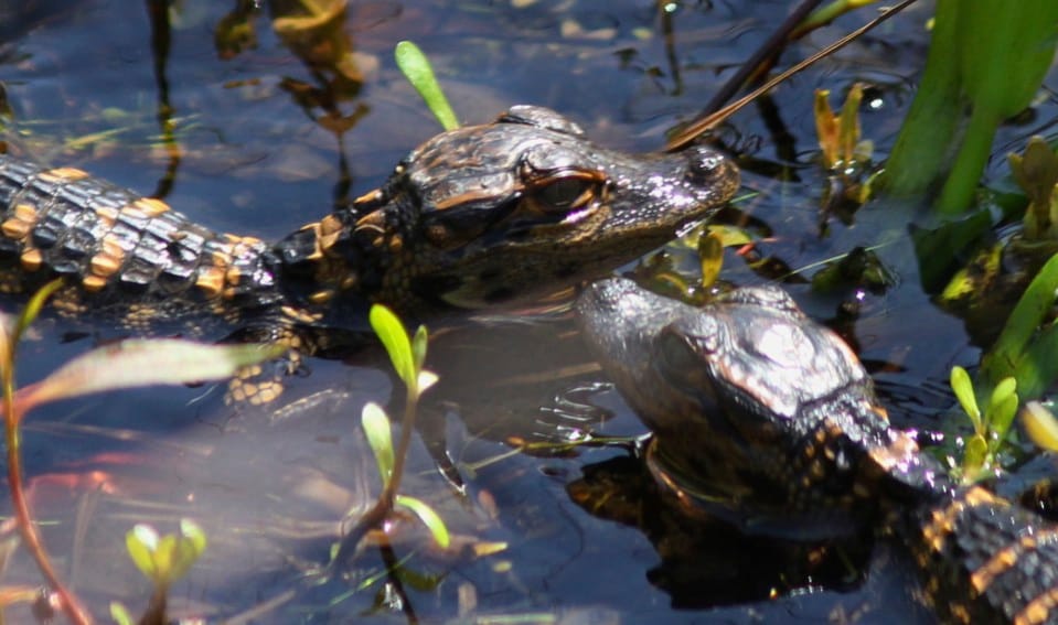 orlando 90 minute airboat everglades adventure tour