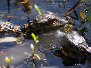 Orlando: 90-minütiges Everglade-Abenteuer im Airboat Orlando: 90-minütiges Everglade-Abenteuer im Airboat