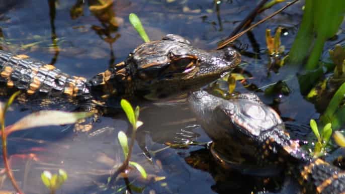 orlando 90 min en aerodeslizador por los everglades