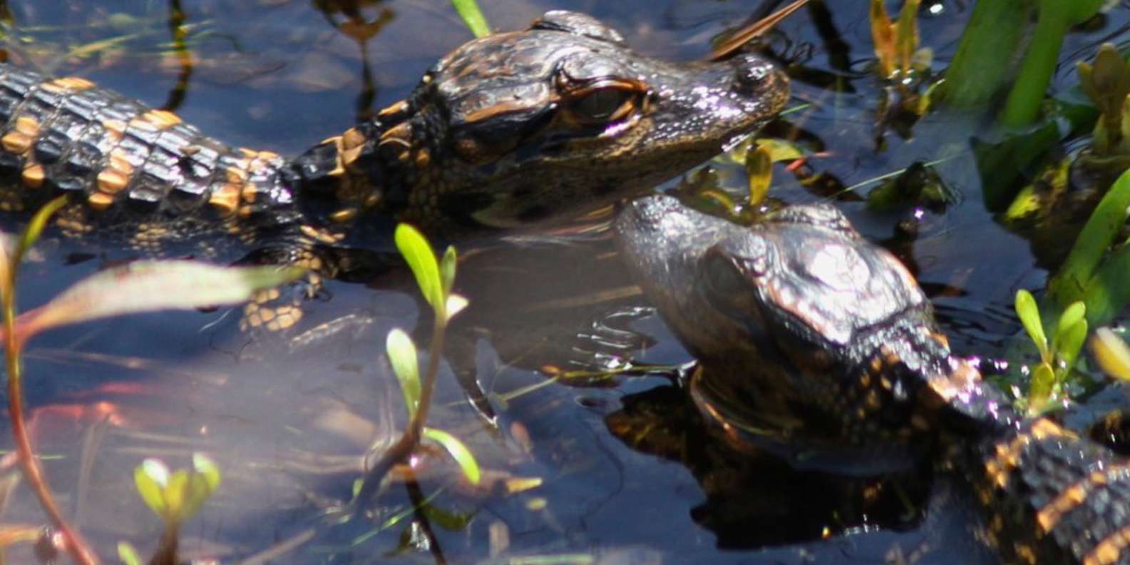 10 Best Airboat Tours In Orlando, FL