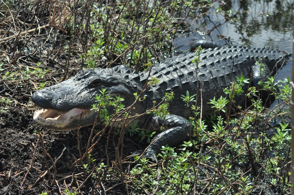 Kissimmee: 1-Hour Airboat Everglades Adventure Tour