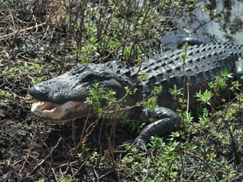 Kissimmee: 1-stündige Everglades-Abenteuer-Tour per Airboat Kissimmee: 1-stündige Everglades-Abenteuer-Tour per Airboat