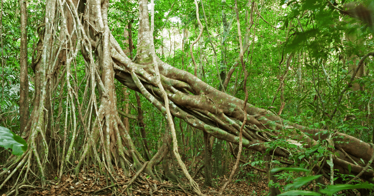 Parco Nazionale di Cat Tien con il Lago dei Coccodrilli GetYourGuide