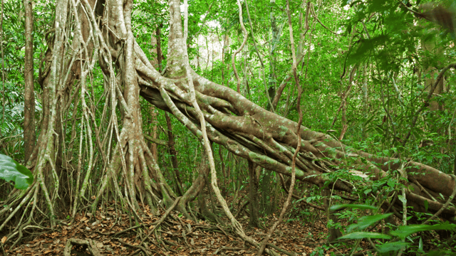 Cat Tien National Park with Crocodile Lake