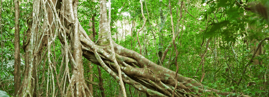 Parc national de Cat Tien et lac aux crocodiles
