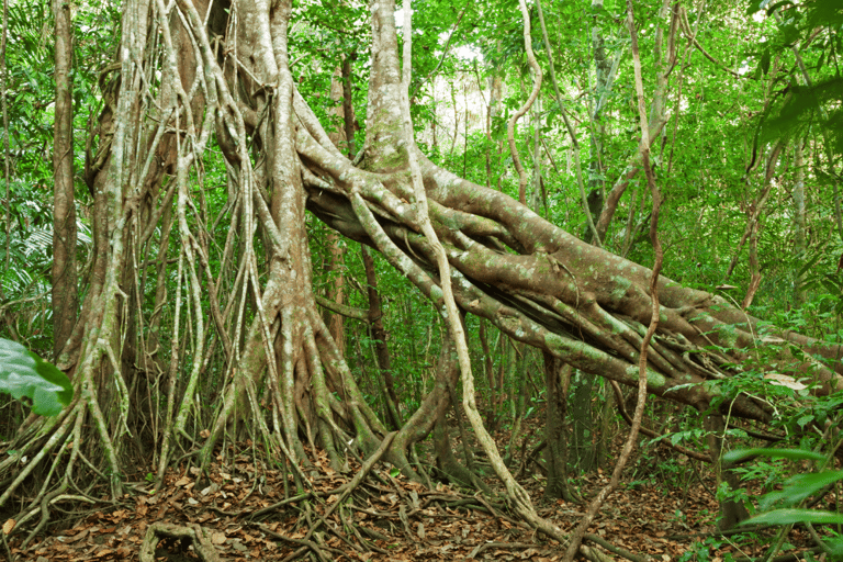 Cat Tien National Park with Crocodile Lake