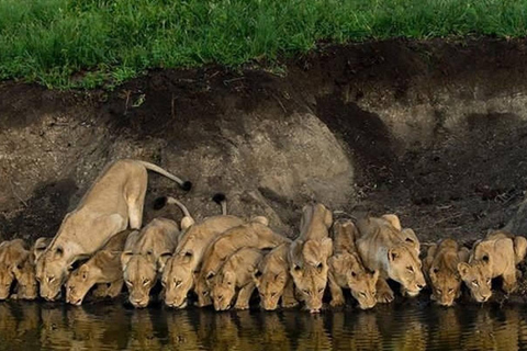 Arusha: 2-tägige Camping-Safari mit Pirschfahrten und Wanderungen