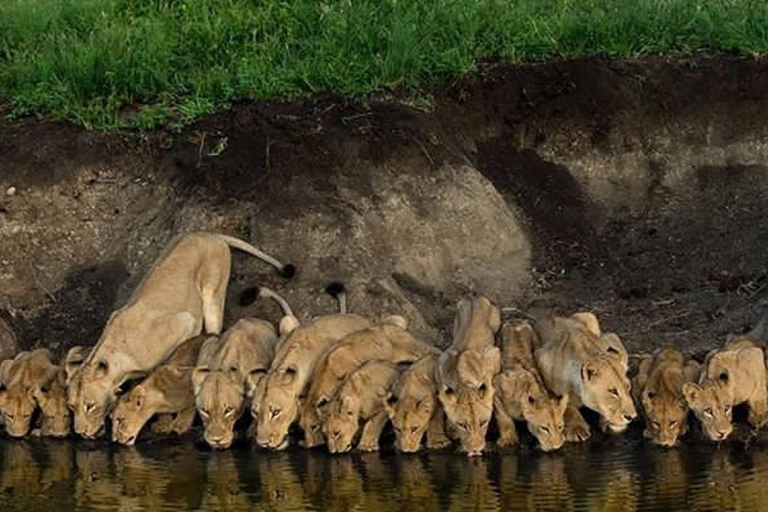 Arusha: 2-tägige Camping-Safari mit Pirschfahrten und Wanderungen