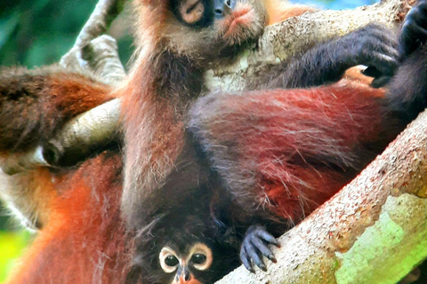 Puerto Jiménez: Private 1-Day Tour to Sirena in Corcovado