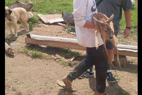 National Park Mavrovo from Ohrid