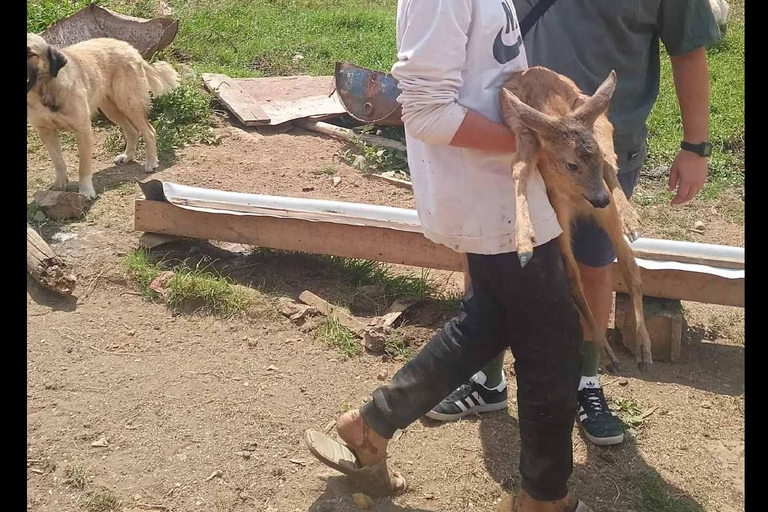 National Park Mavrovo from Ohrid