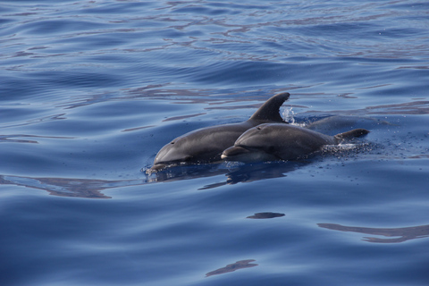 Los Gigantes: Tour de avistamiento de ballenas o delfines y baño en Masca