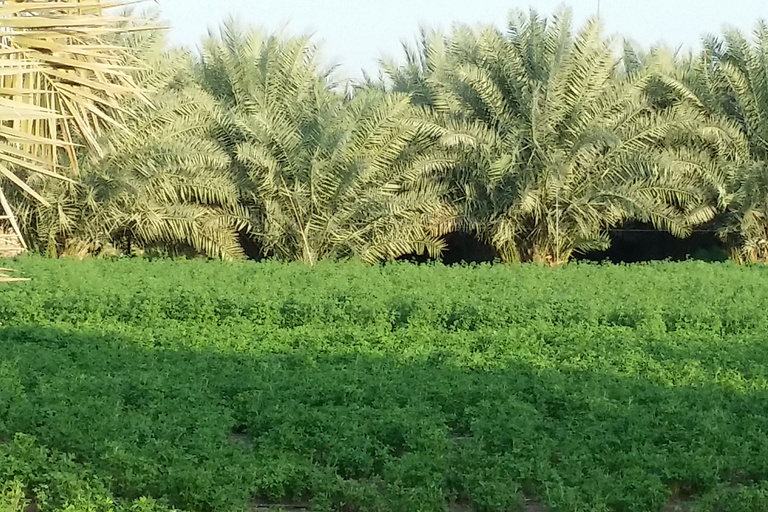 Excursion d'une journée à Al Ain au départ de DubaïExcursion d'une journée à Al Ain