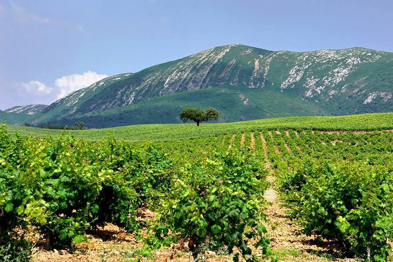 Arrábida und Setúbal: Ganztägige private Weintour ab Lissabon