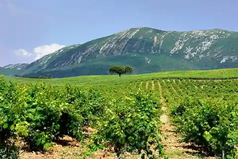 Tour de vino privado de día completo en Arrábida