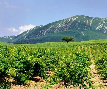 Visite d'une jounée privée à Arrabida