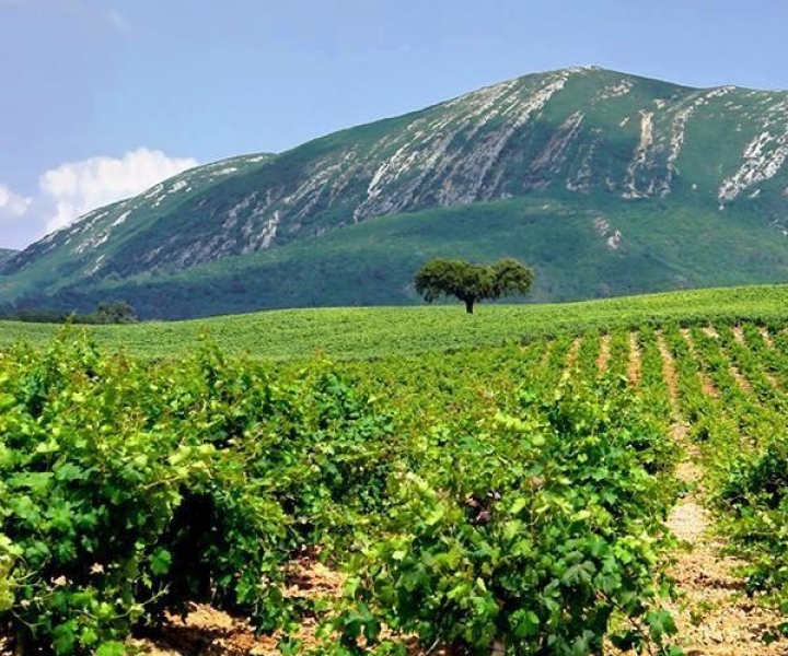 Arrábida and Setúbal: Full-Day Wine Private Tour from Lisbon
