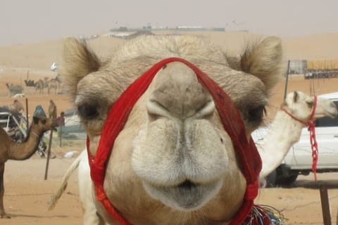 Al Ain: 8-Hour Tour for Small Groups