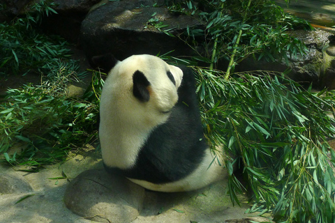 Panda House, Summer Palace, Old Hutongs & Temple of Heaven All-inclusive tour
