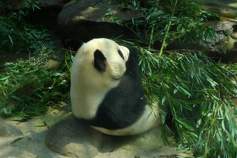 Panda House, Summer Palace, Old Hutongs & Temple of Heaven All-inclusive tour