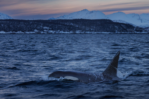 From Skjervøy: Whale Watching in a Heated Cabin Cruiser