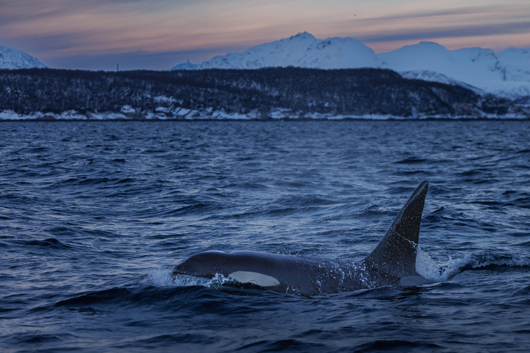 From Skjervøy: Whale Watching in a Heated Cabin Cruiser