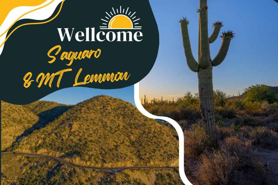 Tucson: Mt. Lemmon & Saguaro NP Selbstgeführte Bündeltour. Foto: GetYourGuide