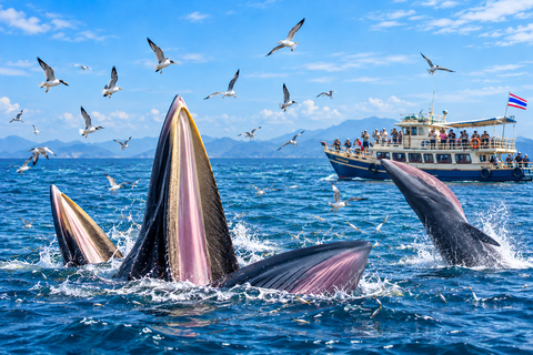 From Pattaya: Upper Gulf of Thailand Whale Watching Day Tour