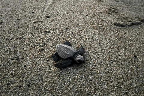 Puerto Escondido: Unforgettable Turtle Release Experience