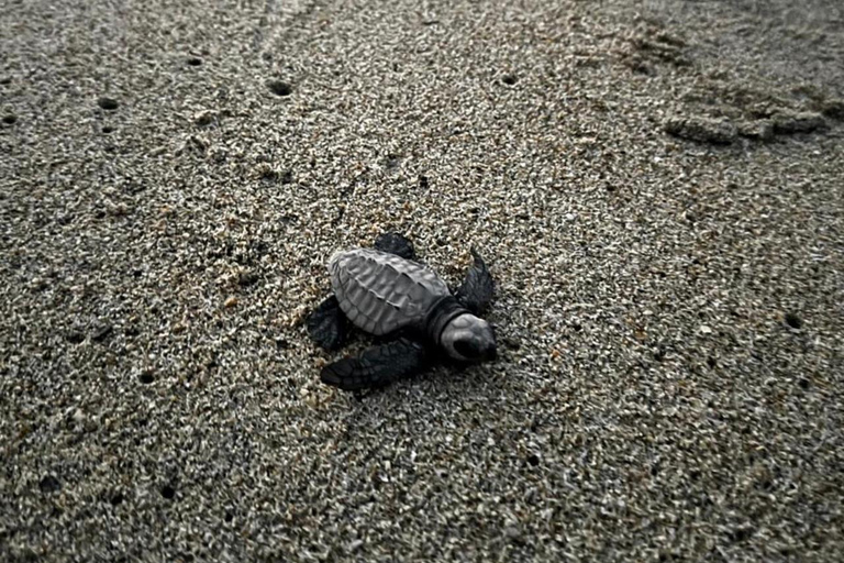 Puerto Escondido: Unforgettable Turtle Release Experience