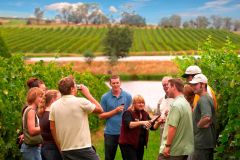 Melbourne: experiência de dia inteiro com vinho no Yarra Valley com almoço