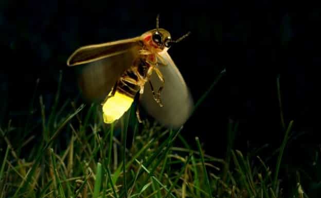 kuala selangor fireflies tour with batu caves dinner