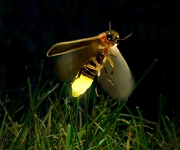 Kuala Lumpur: Fireflies & Blue Tears Tour with Seafood Meal