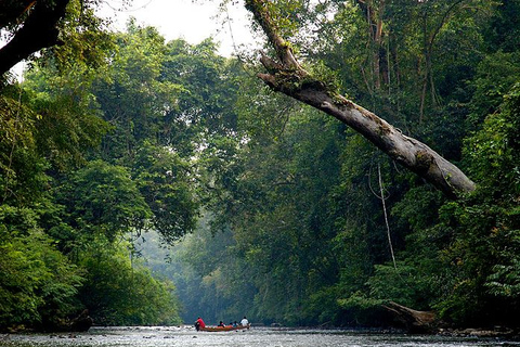 From Kuala Lumpur: Private Full Day Tour to Taman Negara