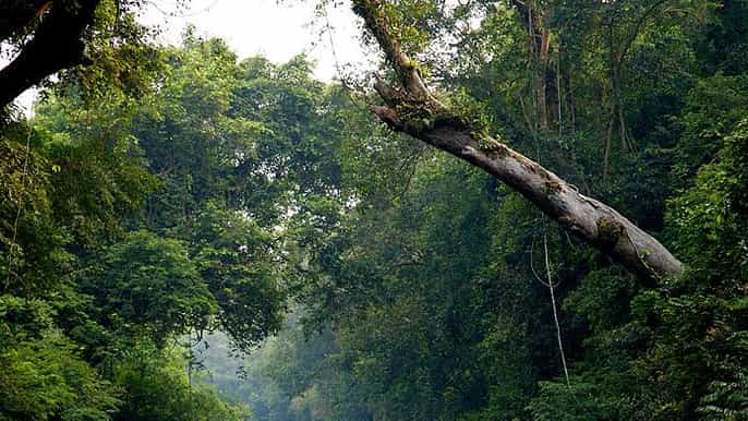 from kuala lumpur private full day tour to taman negara