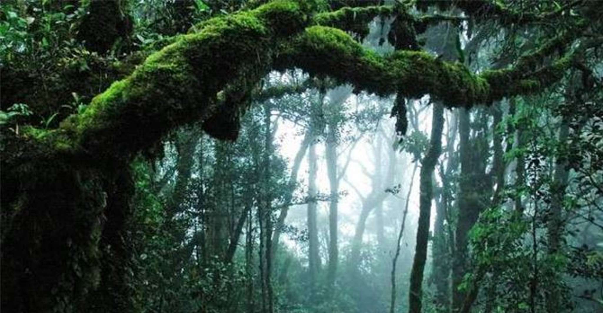Da Kuala Lumpur, tour di una giornata intera a Taman Negara - Hizvo
