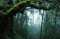 De Kuala Lumpur, Excursión de un día completo a Taman Negara - Hizvo