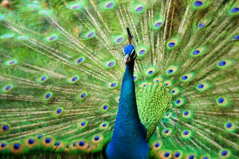 Kuala Lumpur: Visita Privada al Parque de las Aves, Mariposas y Jardines