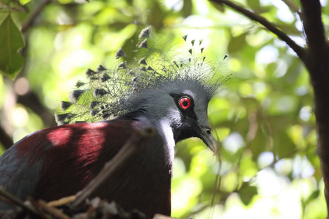 Kuala Lumpur: privétour vogelpark, vlinder &amp; tuin