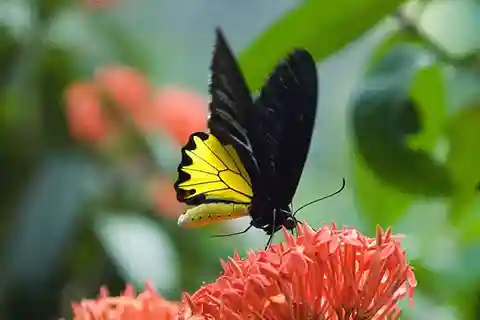 Visite privée du parc ornithologique, des papillons et des jardins