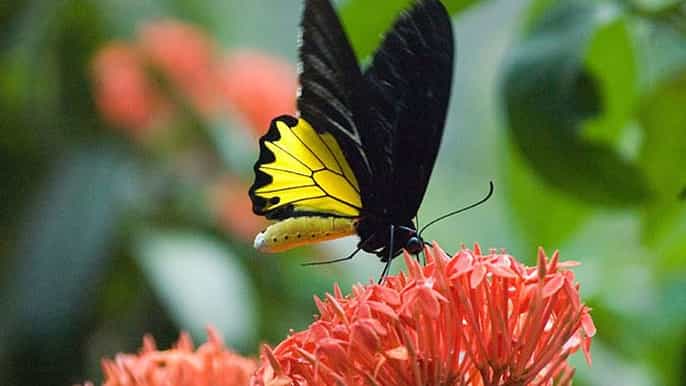 kuala lumpur tour privato bird park butterfly garden