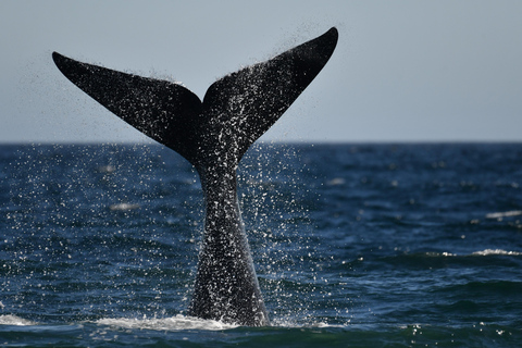 From Cape Town: Whale Watching and Penguins Tour Whale watching route tour