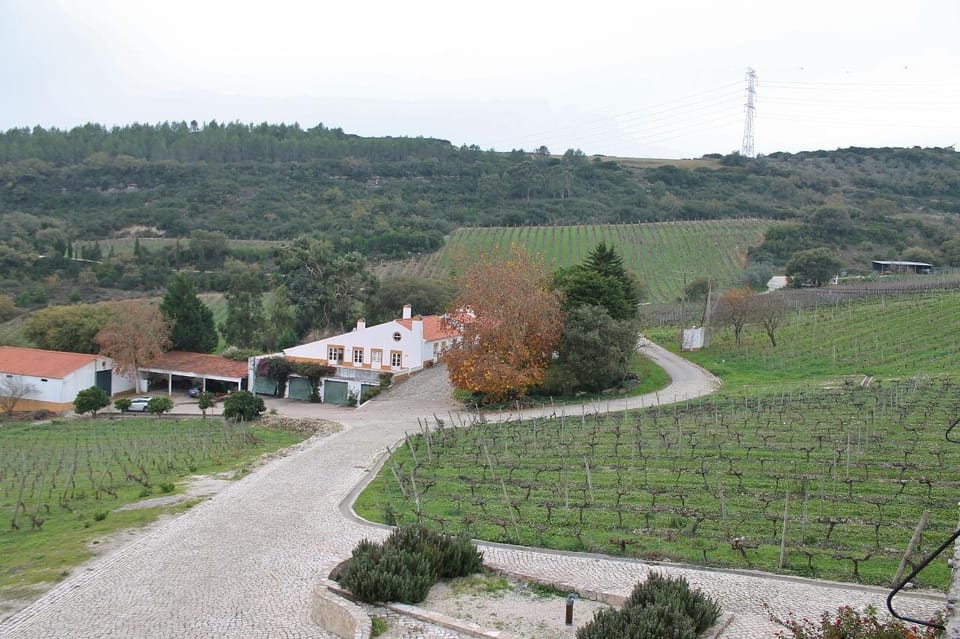 Tour degustazione vini Cheleiros e Bucelas da Lisbona - Hizvo