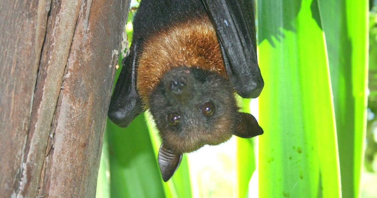 Lagos Lagos Zoo Entrance Ticket GetYourGuide