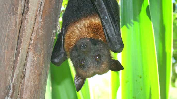toegangsbewijs lagos zoo