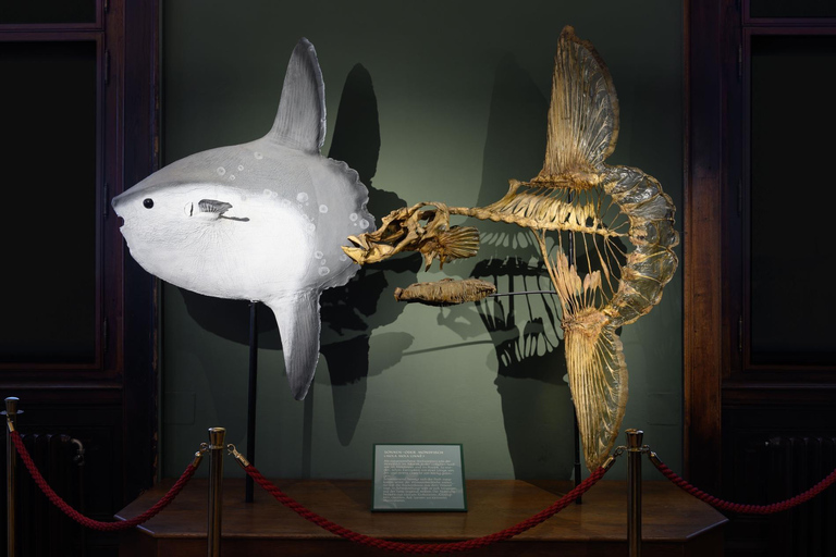 فيينا: تذكرة إلى متحف التاريخ الطبيعي