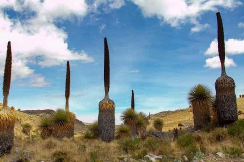 Huaraz: Nevado Pastoruri + Bosque de Puyas Raymondi